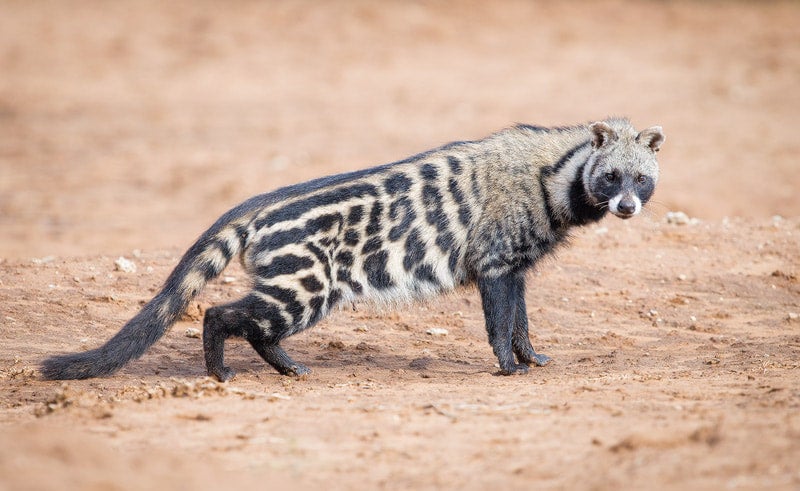 civet cat cigarettes Civets abused in growing demand for tourism and luxury coffee Civet | Kgama Safaris